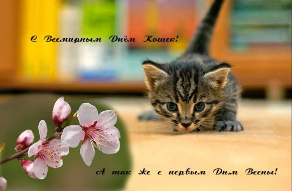 Кошкин день Кошкин день